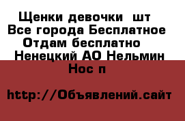 Щенки девочки 4шт - Все города Бесплатное » Отдам бесплатно   . Ненецкий АО,Нельмин Нос п.